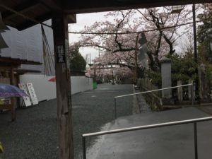 In the rain, with cherry blossoms to the right, and one wall of a large, white, temporary building visible to the left.