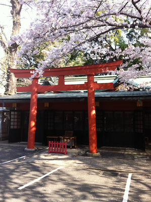 A red torii with cherry blossom