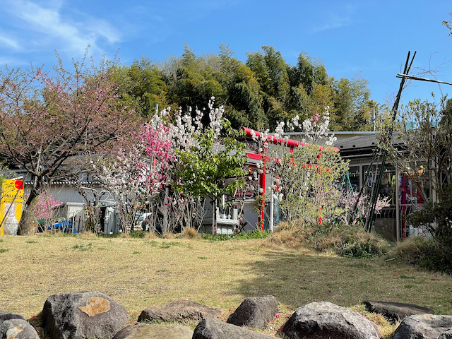 A small Shinto jinja in the grounds of a private house, with a red torii, partially hidden behind blossoming cherry trees.