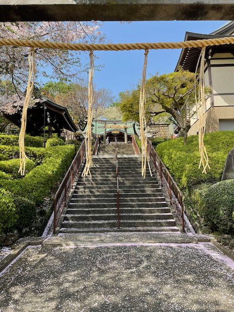 A view of a Shinto jinja from outside the torii. The shimënawa is visible in the foreground, with blossoming cherry trees, the inner torii, and the sanctuaries in the background.