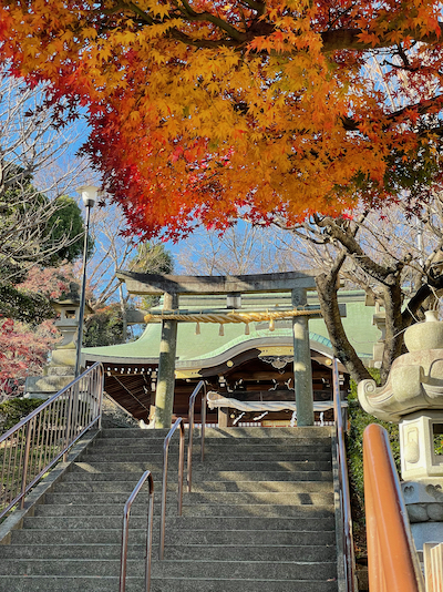 Autumn leaves over a torii, with the prayer hall of the jinja visible in the background.